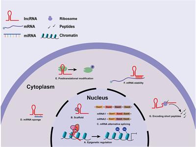 Long Non-Coding RNAs as Potential Diagnostic and Prognostic Biomarkers in Breast Cancer: Progress and Prospects